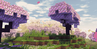 Cherry Blossom