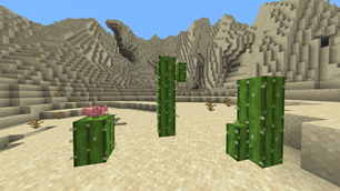 Better cactus and cactus flower!