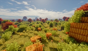 Pumpkin Patch