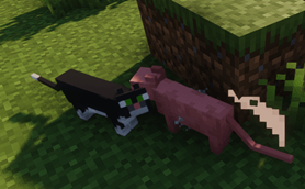 CatsFighting