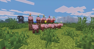 muddyflower pigs