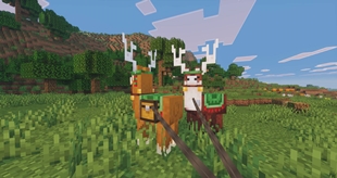 jolly llamas