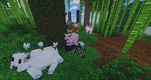 flower cows