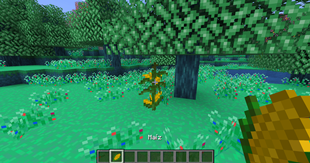 Corn in the World of Dreams.png