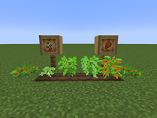 Hot Peppers at different growth stages.png