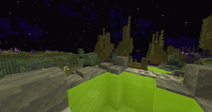 Chorus Forest 2