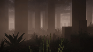 Forest morning
