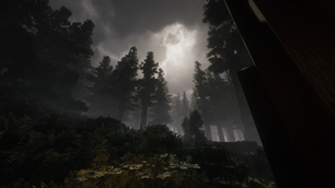 Forest at noon