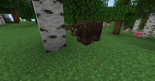 bear.png