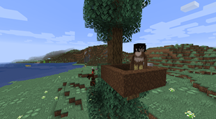 Harpy's Nest