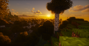Sunset in the Forest