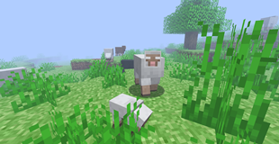 Herobrine Sheep