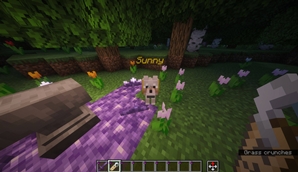 Pets