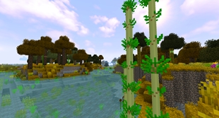 River through the forest