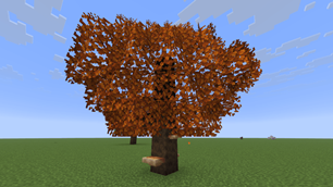 Poplar tree of 26.3 !