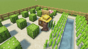Cactus & sugar cane farm