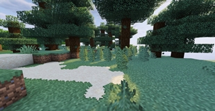 Pines