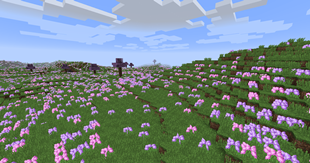 Allium Fields