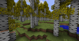 Aspen Forest