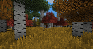 Seasonal Birch Forest