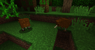 Kiwi bird mob