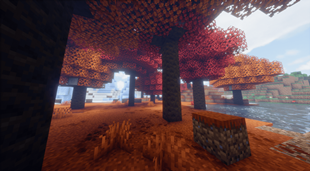 Dappled forest