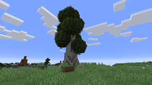 Large Birch Tree