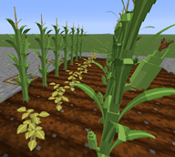 Corn & Beans