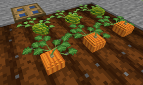 New Vanilla Pumpkins & Melons