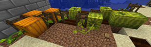 Small testing field to test Melons and Pumpkins