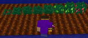 All the growth stages of the Tomato crop as of v1.0