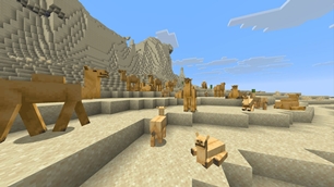 Camel Clan