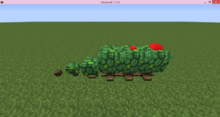 Apricorn tree stages