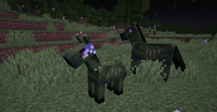 Normal And Baby Mambo Horse