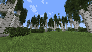 Birch