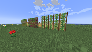 Hops and grapes climbing their trellises