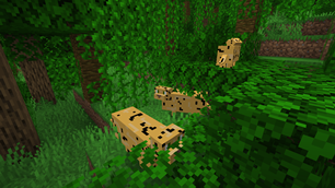 Leopard Family in jungle