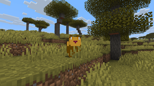 Lion in savanna
