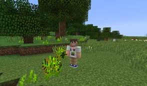 Hemp plants in the wild.