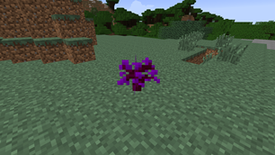 Sapling before any growth.