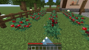 Safe berry harvest in action