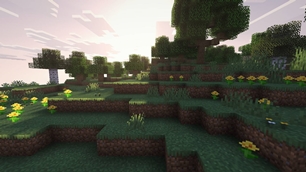 Golden-hour woodland