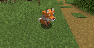 Red Fox