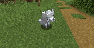 Arctic Fox