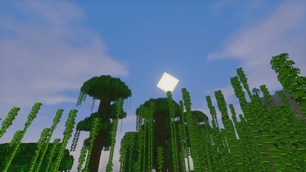 Rainforest