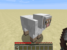 Sheep Shearing