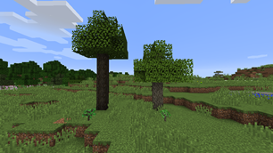 Ironwood Tree & Olive Tree