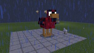 Angry chicken
