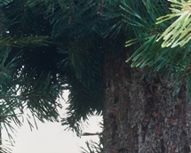 spruce