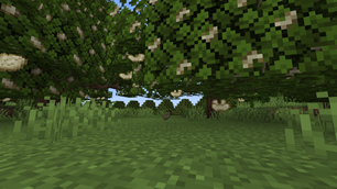 Nuts on the branch